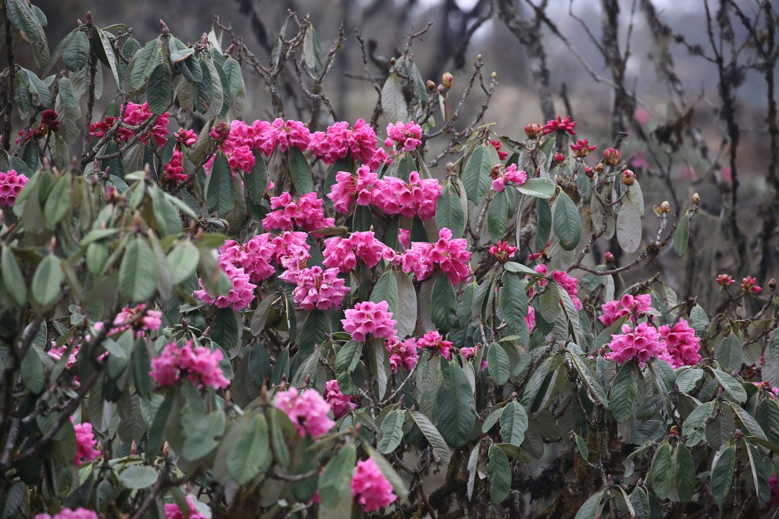 Rhododendrons in flower at Lawala, above the Phobjikha valley