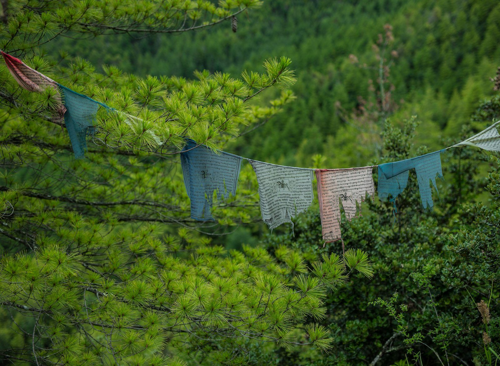 Weathered Bhutanese prayer flags strung across a pine forest